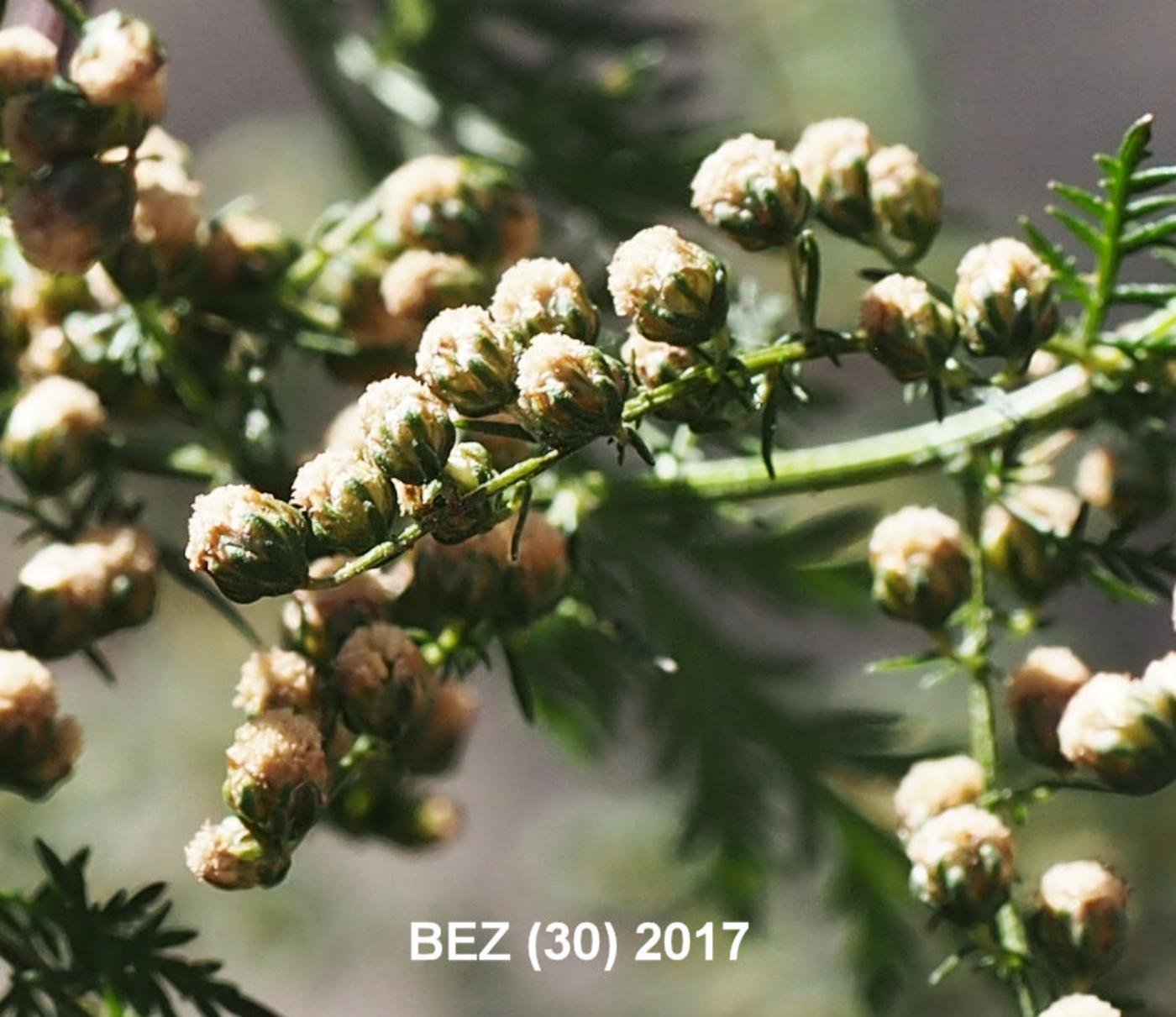 Mugwort, Annual flower